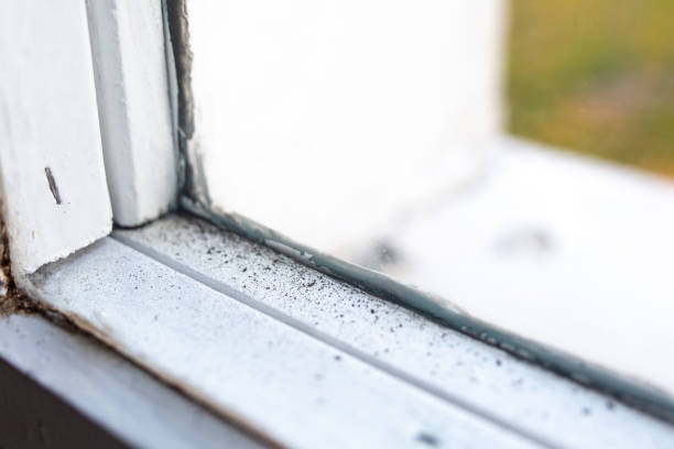 Professional Mold Removal in Garden City Park, NY