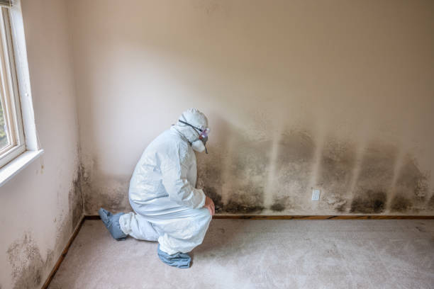 Best Mold Remediation for Healthcare Facilities  in Garden City Park, NY